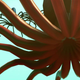 The underside of one of No Man Sky's elusive 16-tentacled squid.